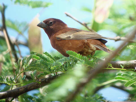 Image of Chestnut Sparrow