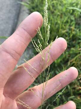 Image of Target Dropseed