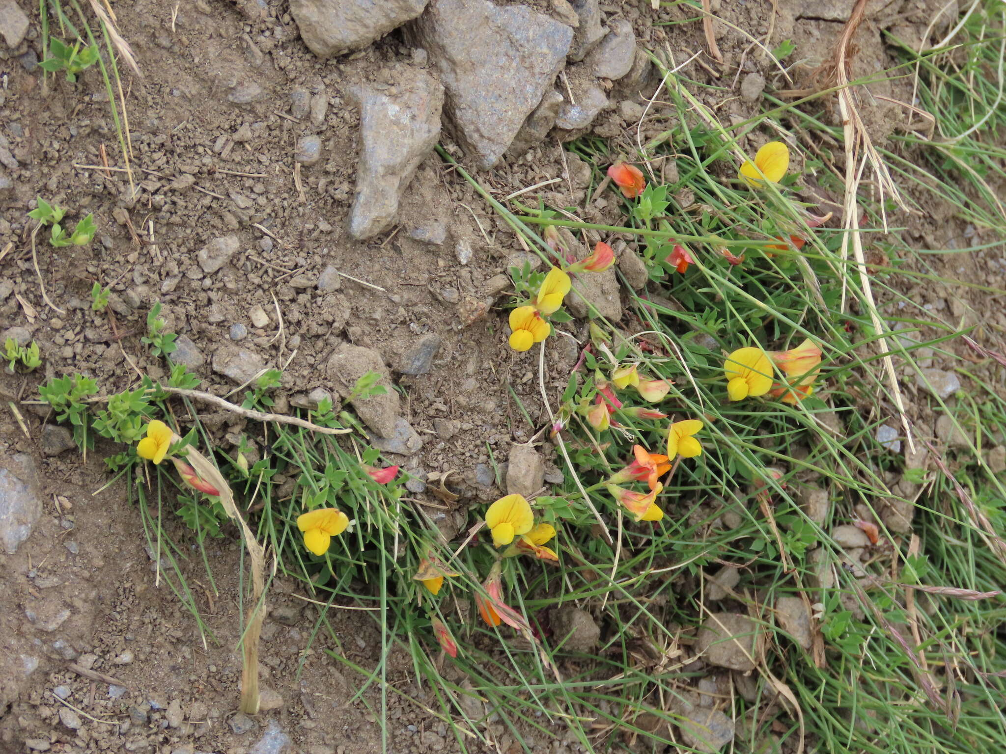 Image of Lotus corniculatus subsp. glacialis