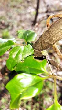 Image of Dioscorea bosseri Haigh & Wilkin