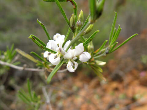 Plancia ëd Otholobium candicans (Eckl. & Zeyh.) C. H. Stirt.