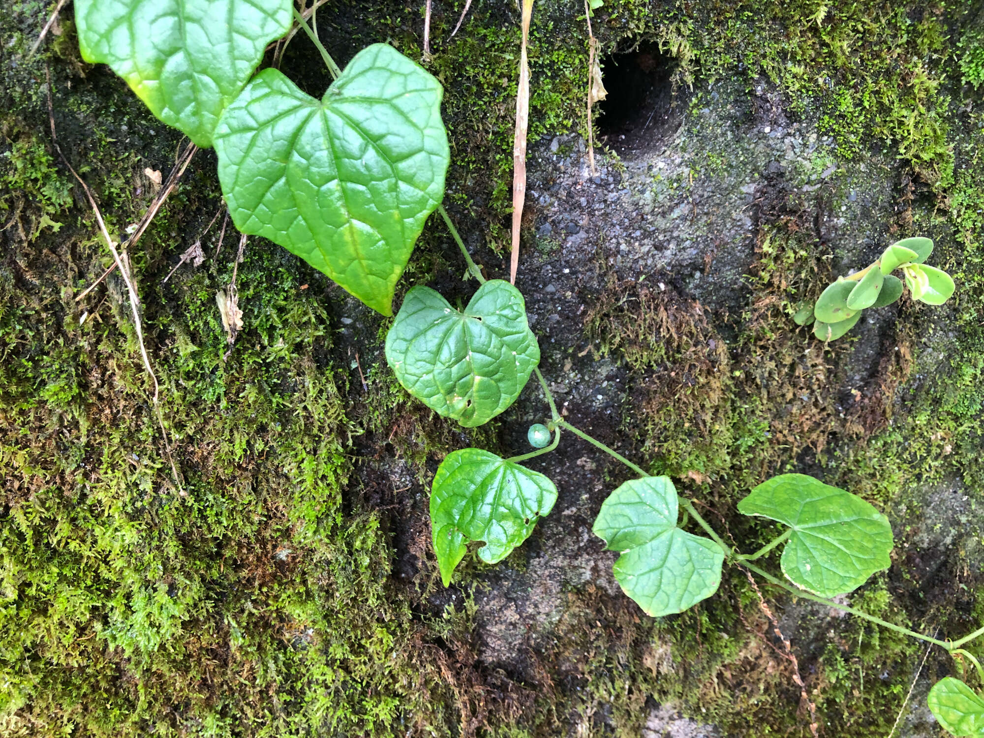 Image of Zehneria guamensis (Merr.) F. R. Fosberg