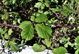 Rubus rubritinctus W. C. R. Watson resmi