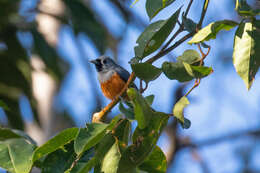 Image of Black-faced Monarch