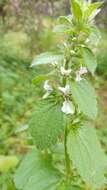 Слика од Stachys ocymastrum (L.) Briq.