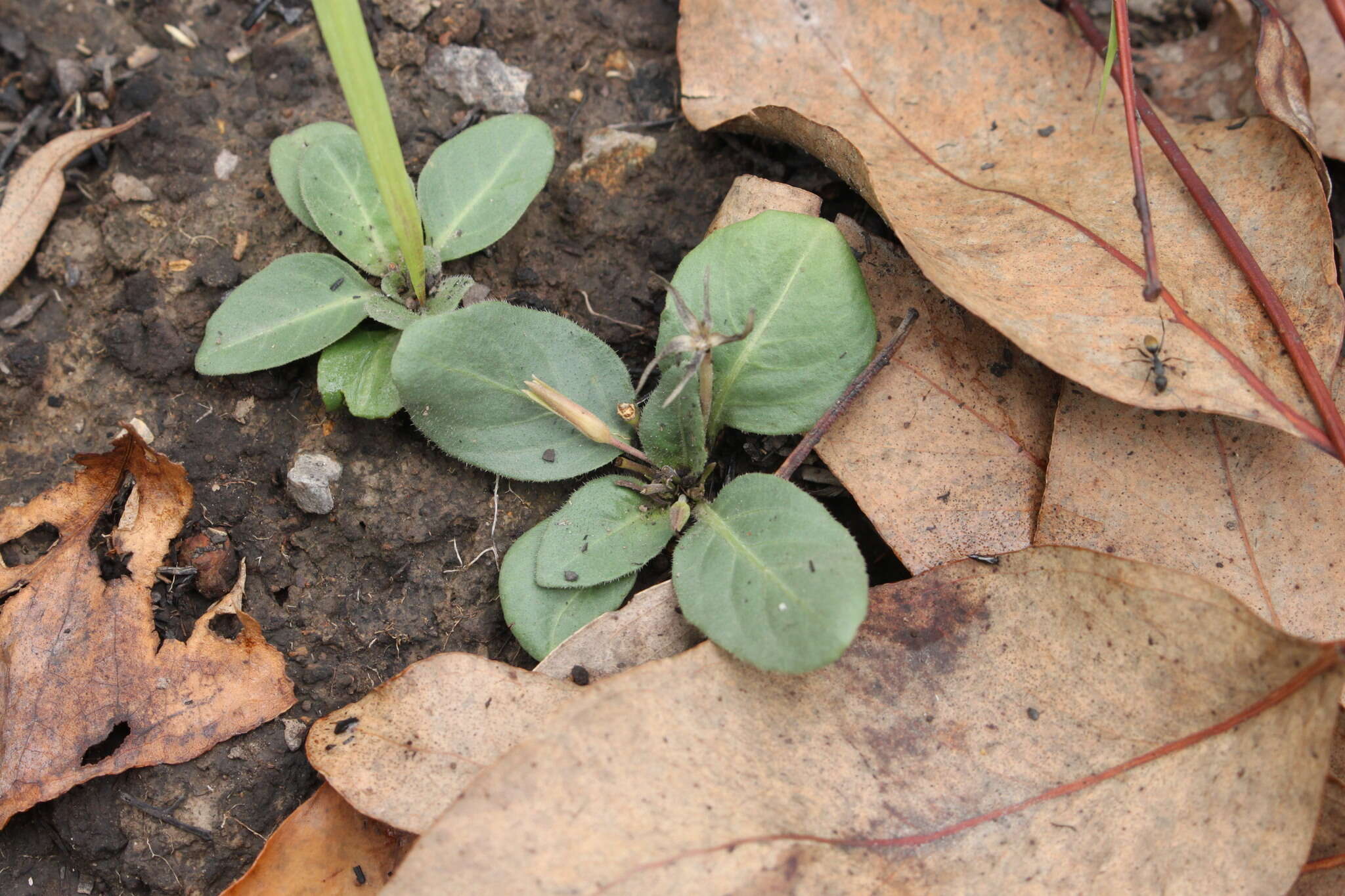 Sivun Brunoniella acaulis (R. Br.) Bremek. kuva