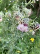 Image of Cirsium echinus (M. Bieb.) Hand.-Mazz.