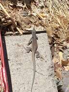 Image of New Mexico whiptail