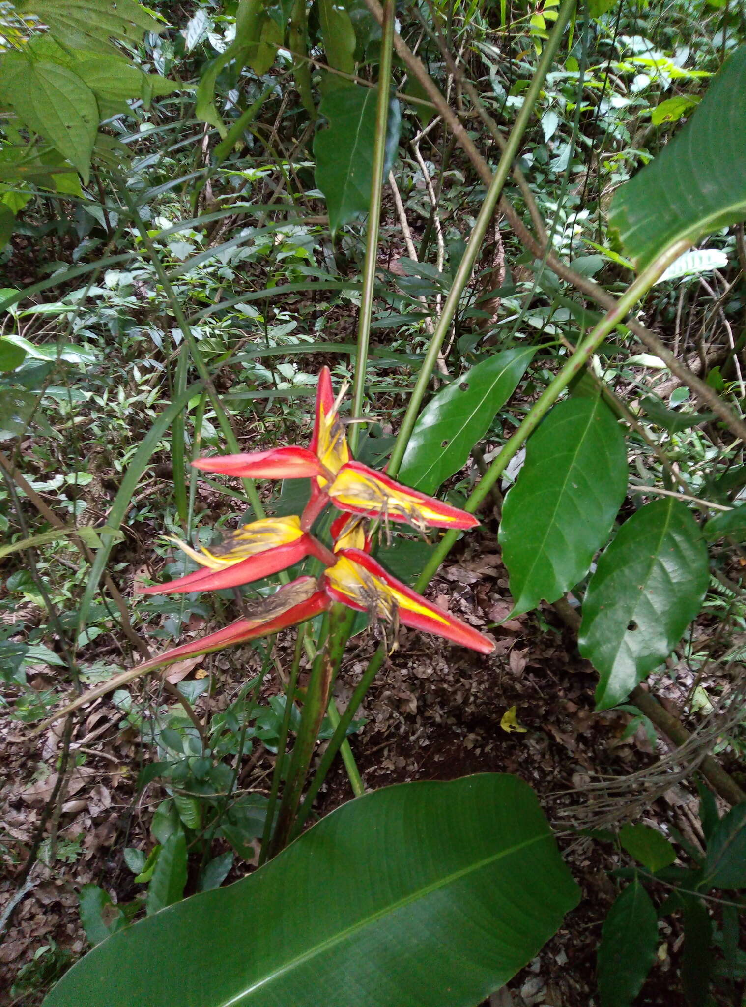 Image of Heliconia tortuosa Griggs