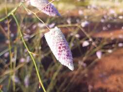 Image of Ptilotus calostachyus F. Müll.