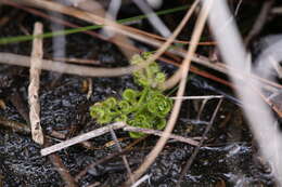 Image de Drosera stolonifera Endl.