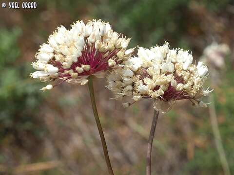 Image of Allium carmeli Boiss.