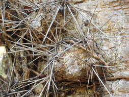 Image of Dendrocereus