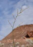 Image of Eriogonum exaltatum M. E. Jones