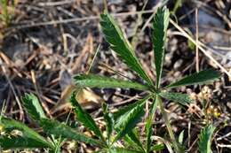 Image of Potentilla humifusa Willd.