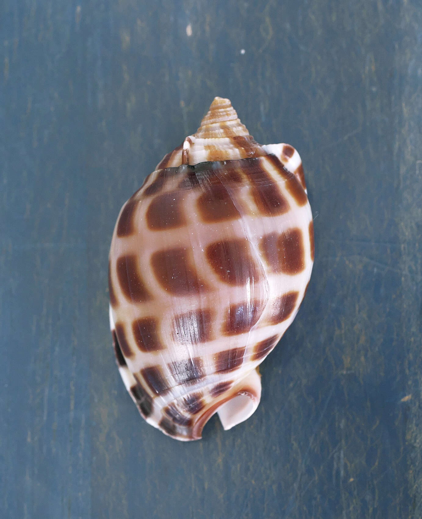 Image of checkered bonnet