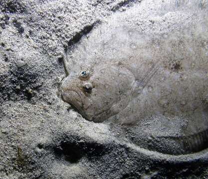 Image of False brill