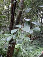 Image of Clematis crassifolia Benth.