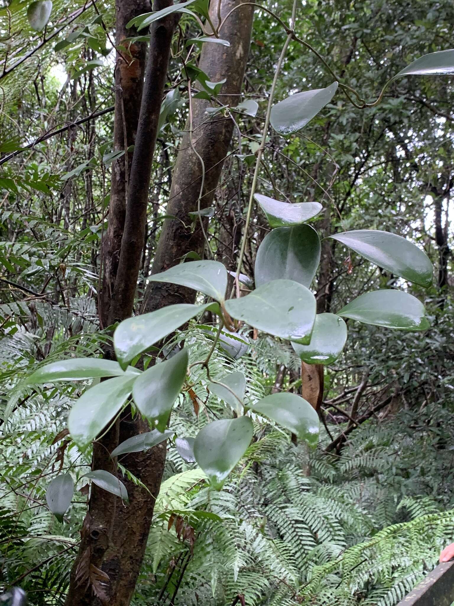 صورة Clematis crassifolia Benth.