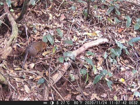 Image of Checkered Elephant Shrew