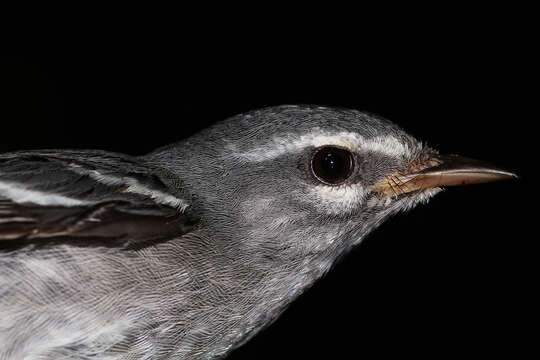 Image of Plumbeous Warbler