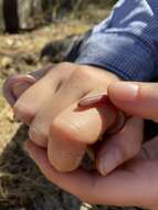 Image of Southern Blind Snake