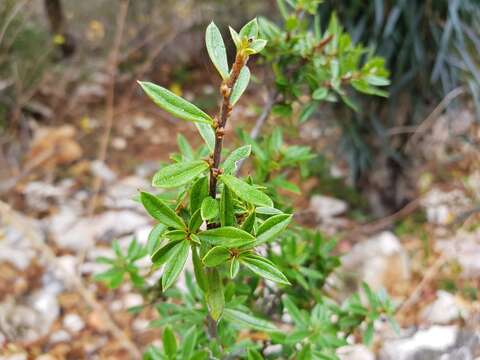 Image of Diospyros aculeata H. Perrier