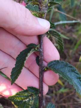 Imagem de Turnera longiflora Cambess.