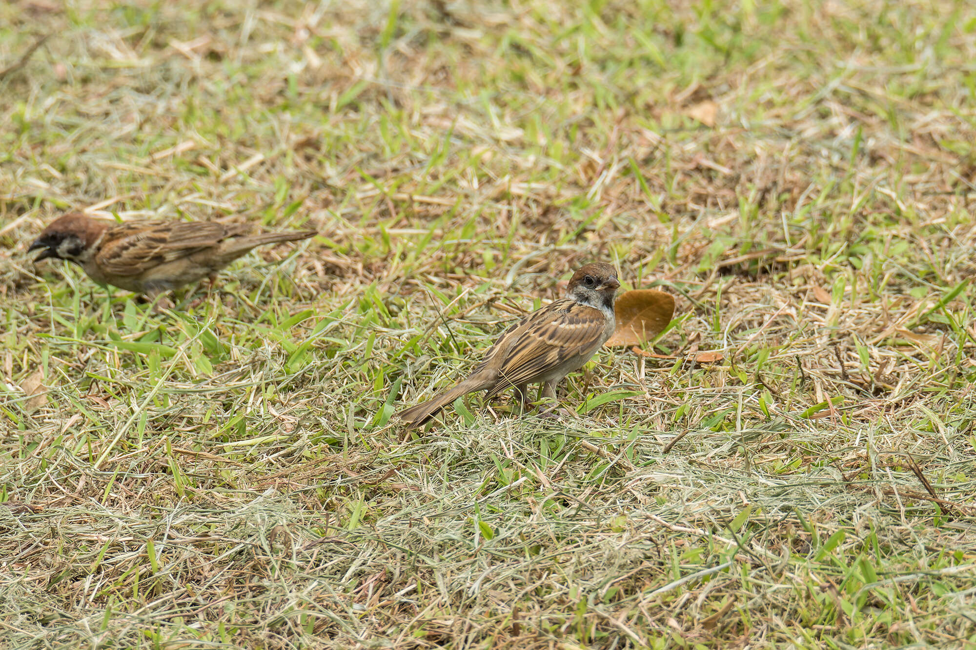 Image of Passer montanus malaccensis Dubois & Ajc 1887