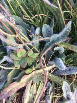 Image of woolly hawkweed