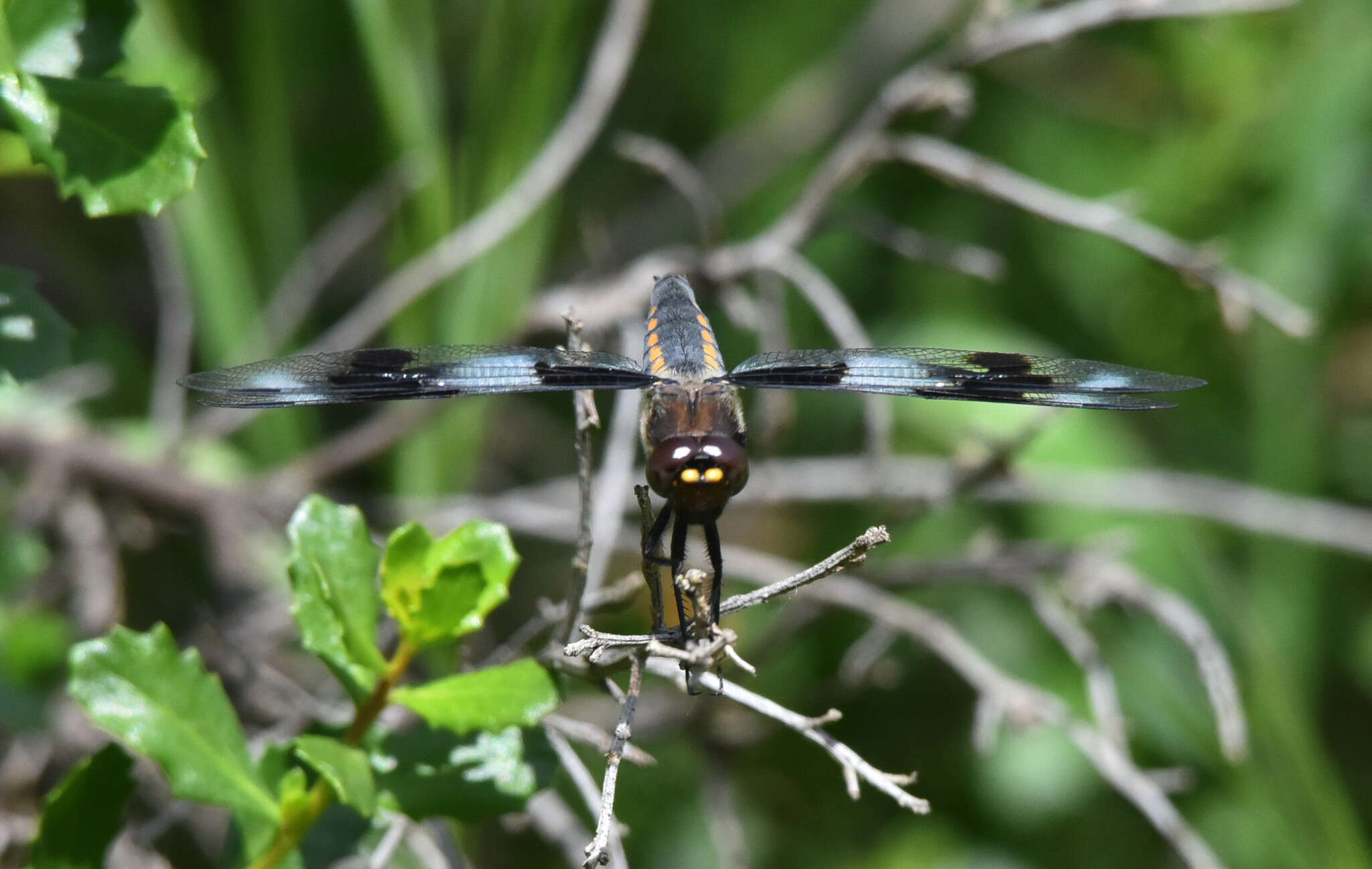 Libellula forensis Hagen 1861 resmi