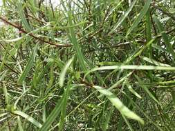 Image of Sapium haematospermum Müll. Arg.