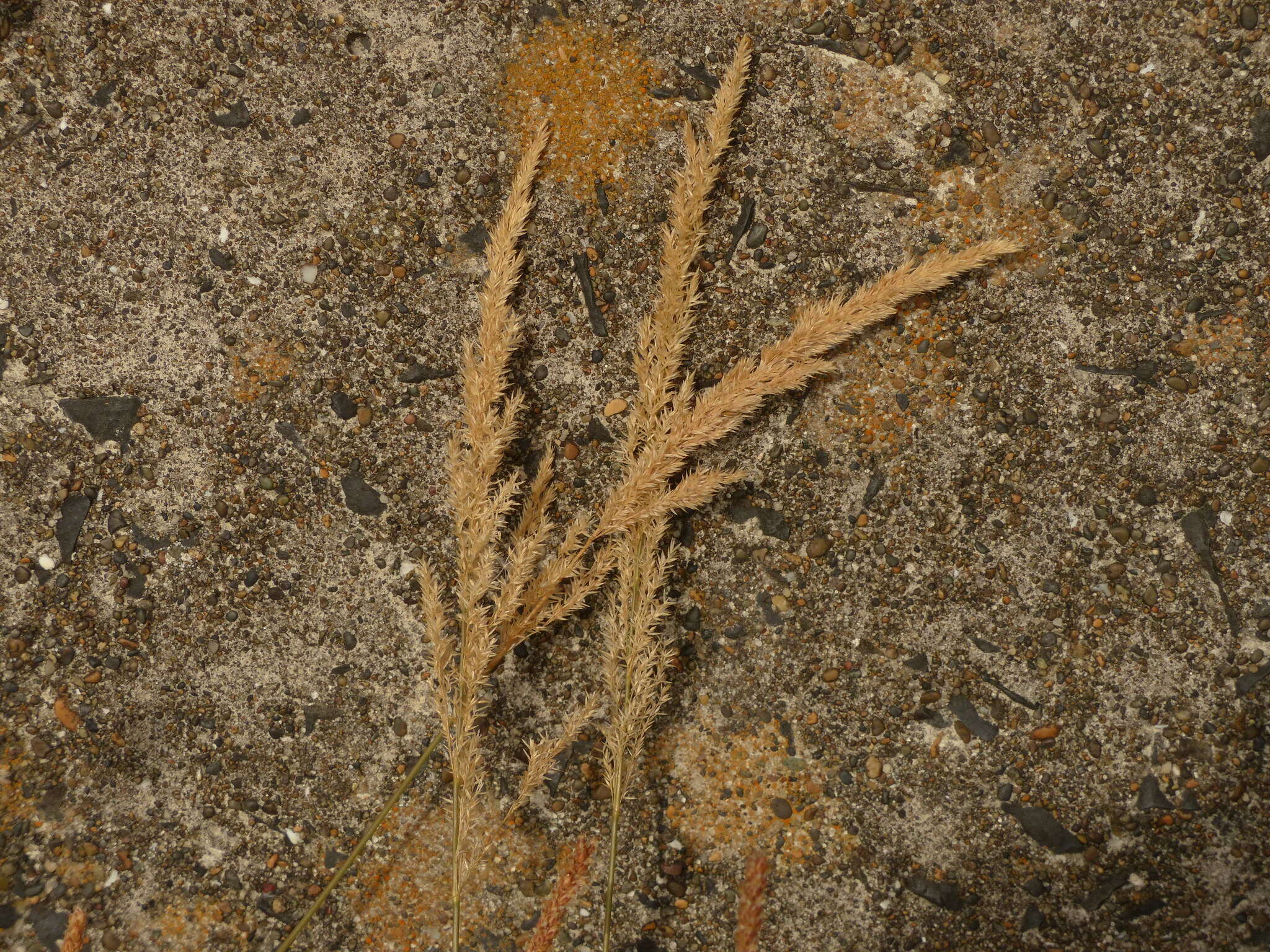 Image of creeping bentgrass