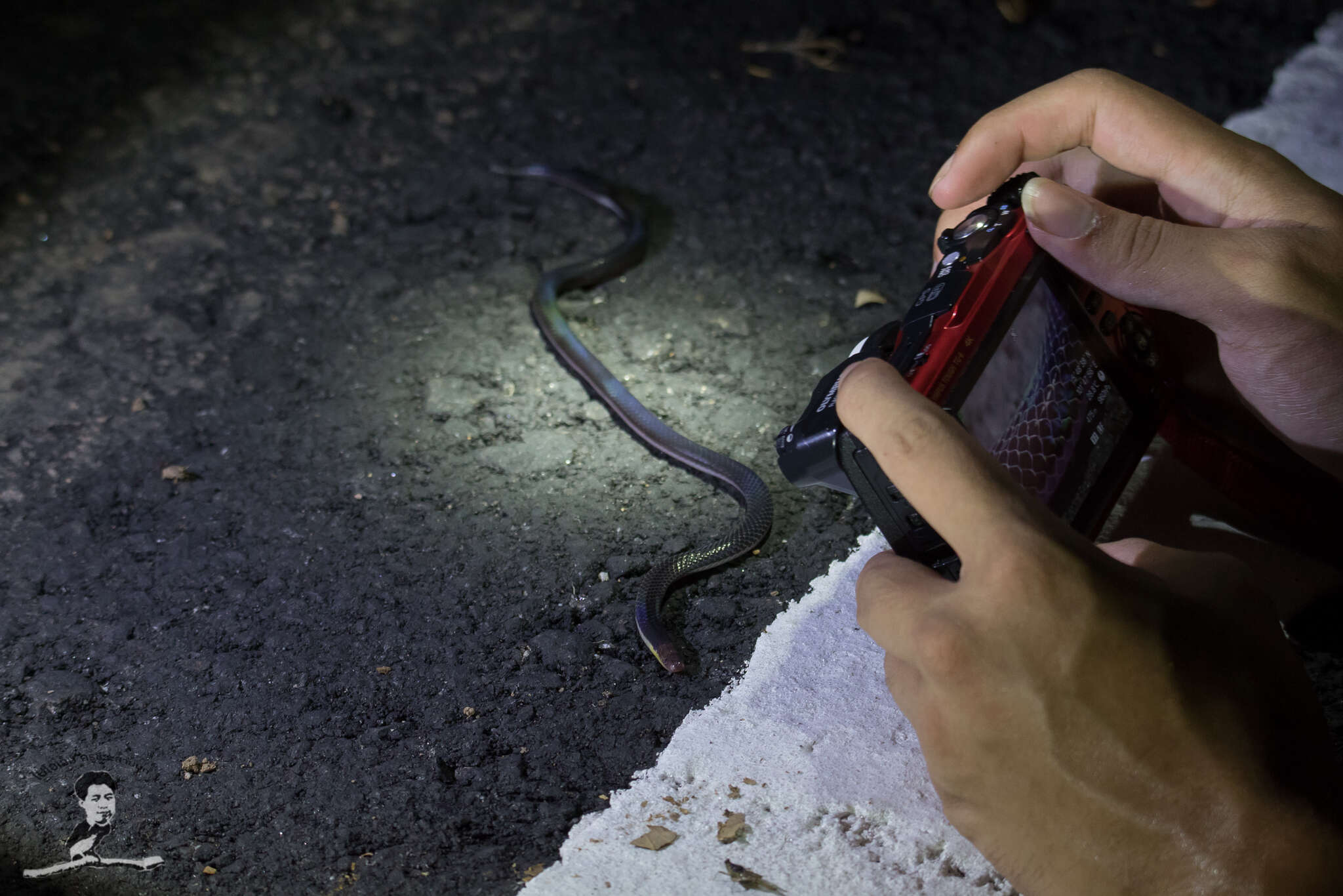 Image of Red-headed Reed Snake