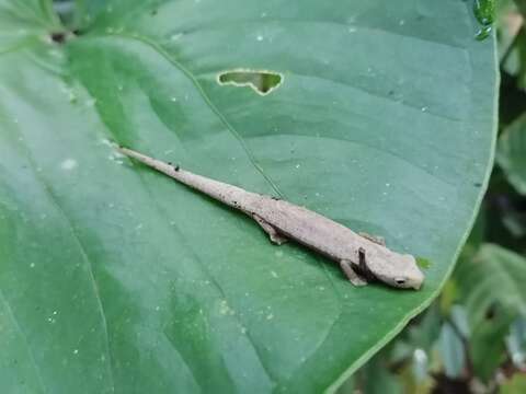 Image of Two-lined Mushroomtongue Salamander