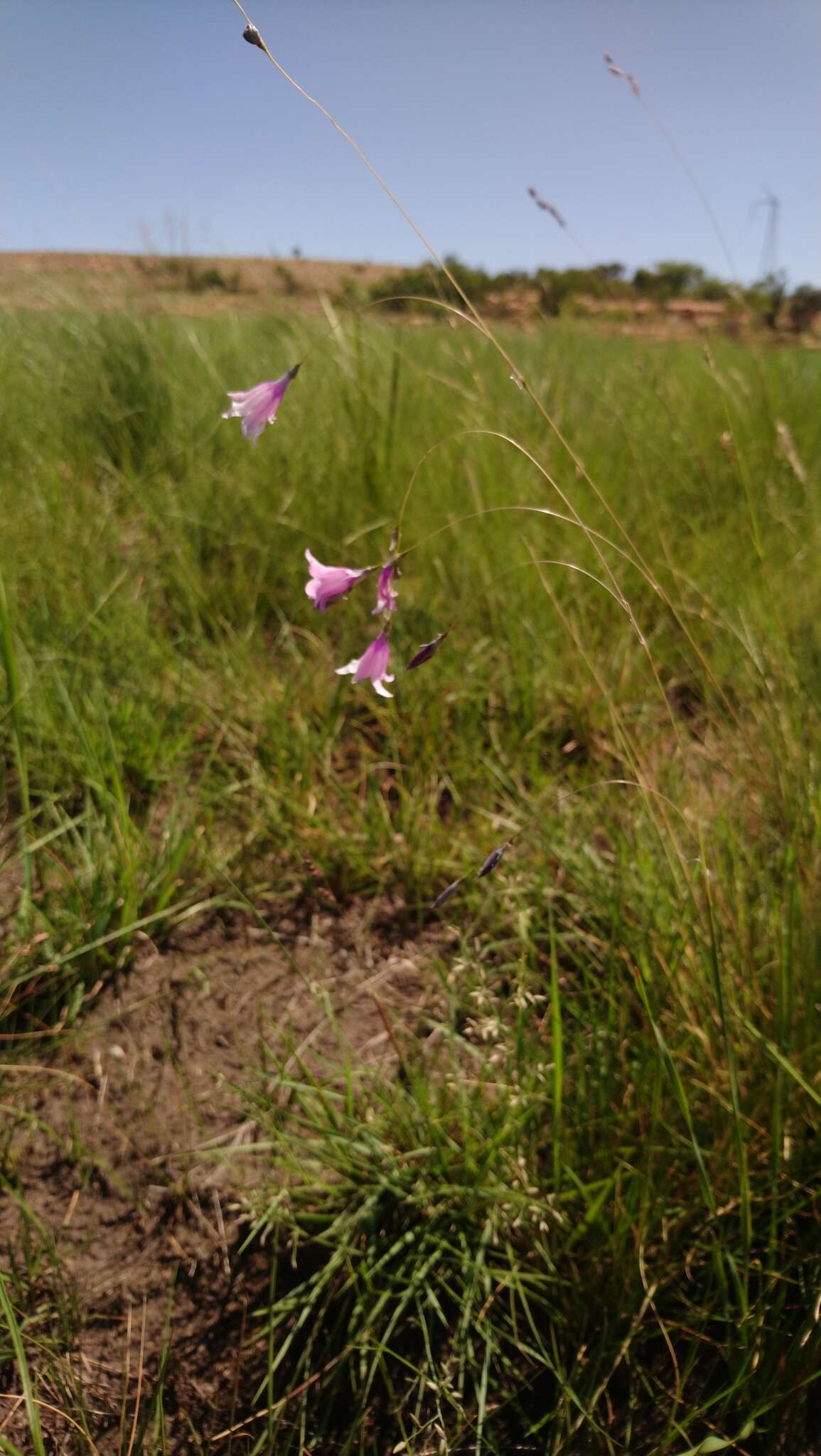 صورة Dierama mossii (N. E. Br.) Hilliard