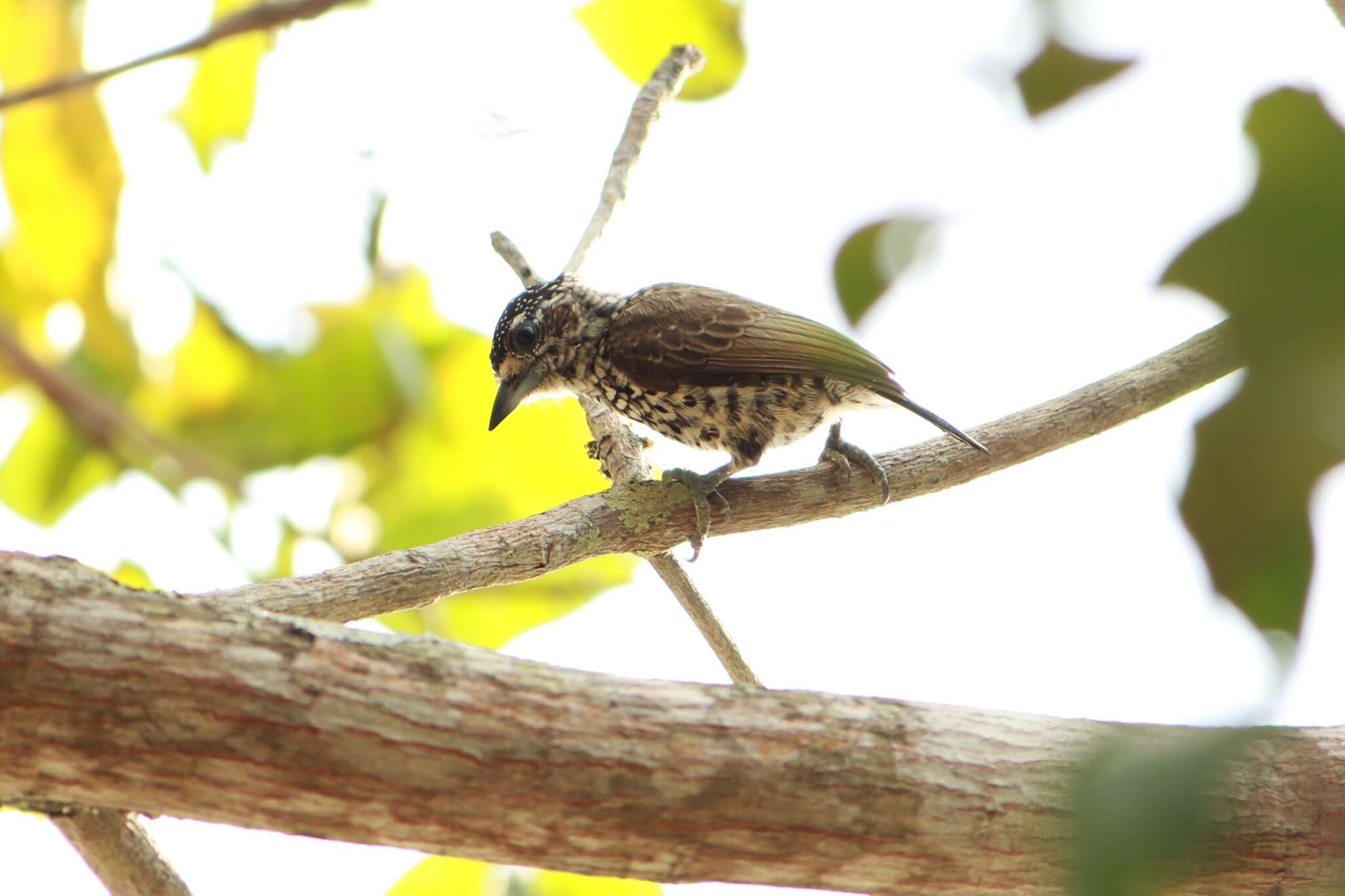 Plancia ëd Picumnus albosquamatus d'Orbigny 1840