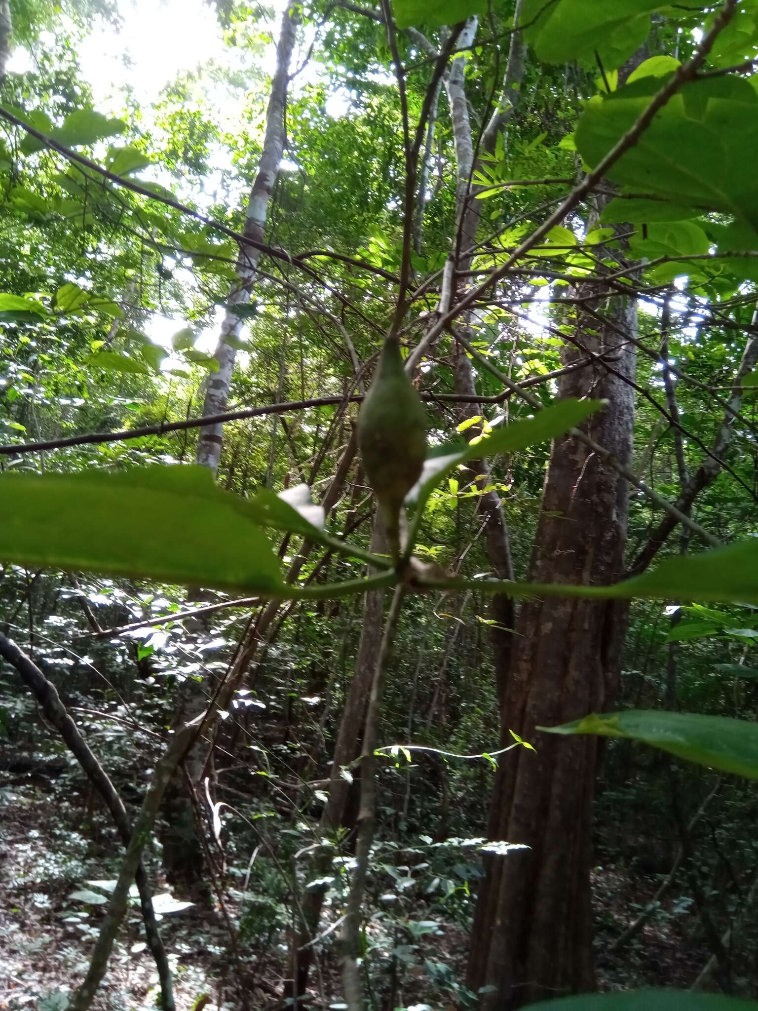 Image of Grevea madagascariensis Baill.