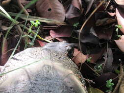 Image of Brazilian Radiolated Swamp Turtle