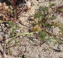 Image of Pelargonium senecioides L'Her.