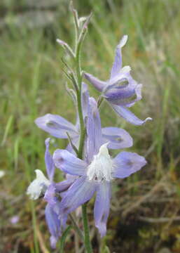 Image of royal larkspur