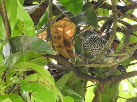 Image of Bar-crested Antshrike