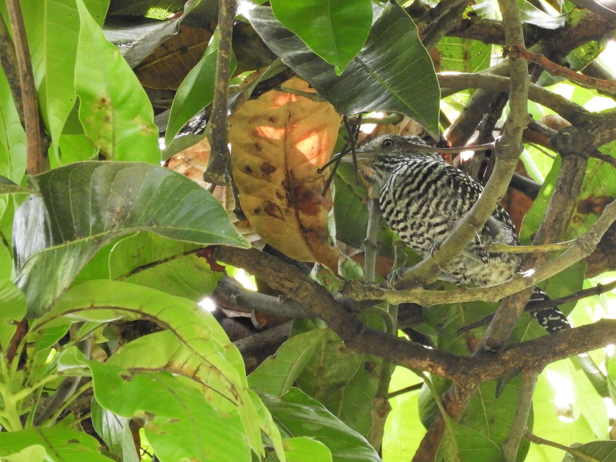 Image of Bar-crested Antshrike