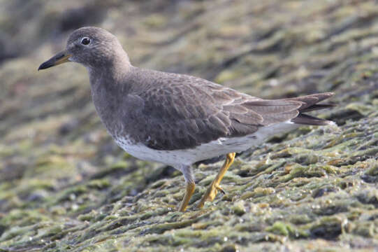 Image of Surfbird