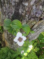 Image of western cordilleran bunchberry