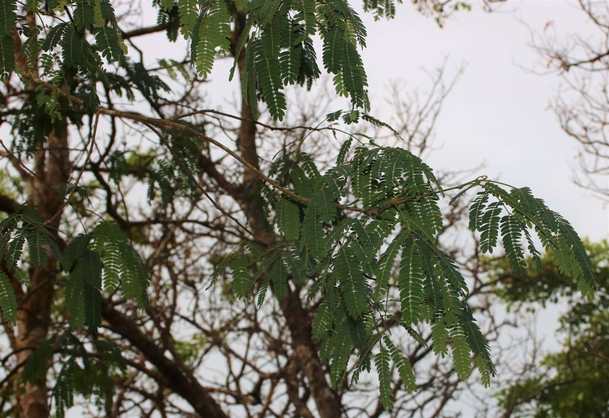 Image of albizia