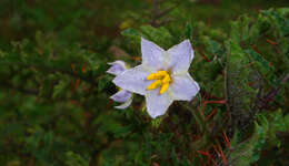 Image of sticky nightshade