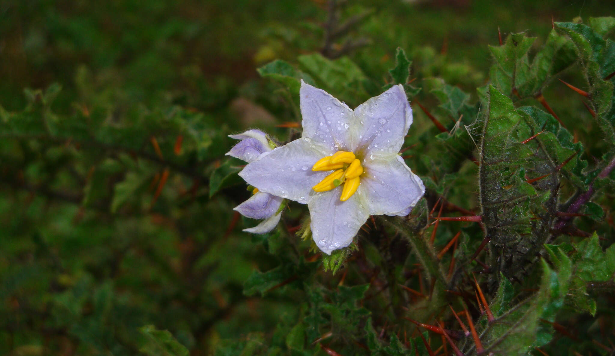 Plancia ëd Solanum sisymbriifolium Lam.