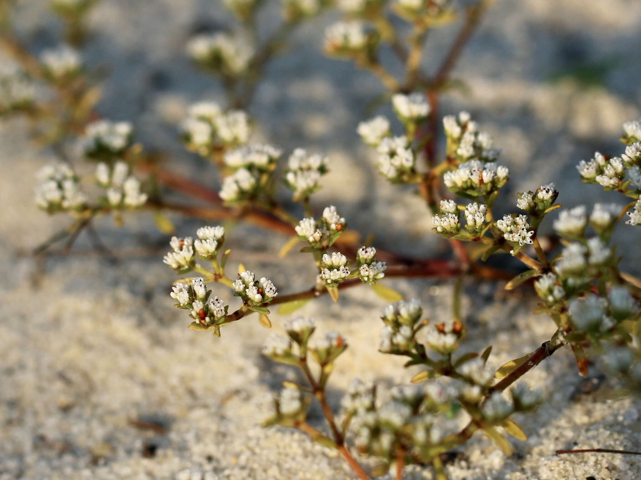 Image of pineland nailwort