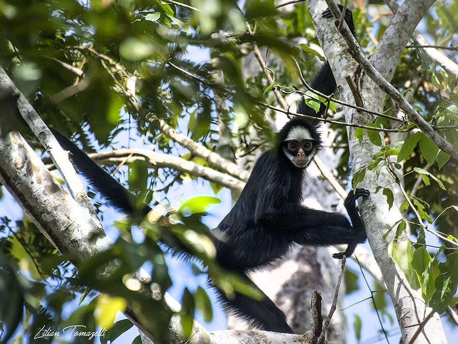 Image of White-cheeked Spider Monkey